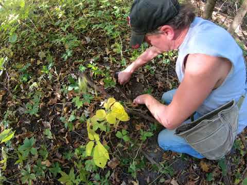 Wellman’s Wild Wisconsin Ginseng- Find and Dig a wild root! Big, old root