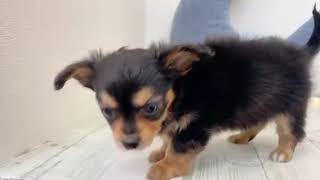 ハーフ犬の動画01