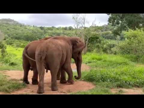 Whose Tongue is This?