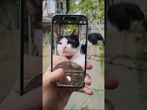 iPhone 15 Camera Test 🐈