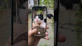 iPhone 15 Camera Test 🐈