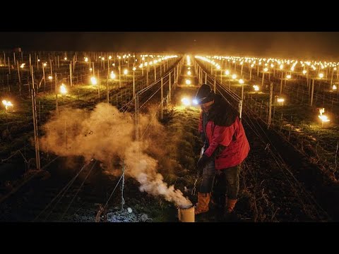 Kälteeinbruch: Mit Feuer und Wasser kämpfen französische Obstbauern um ihre Ernte