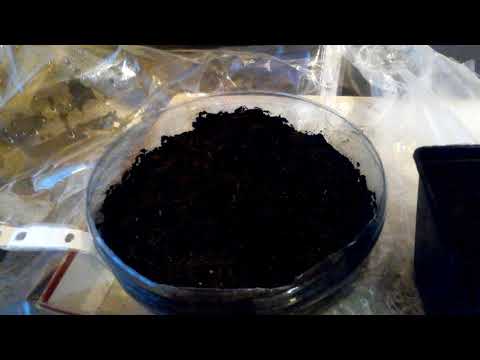 Земляника из семян. Всходы через 4 дня! Мой первый опыт посадки земляники