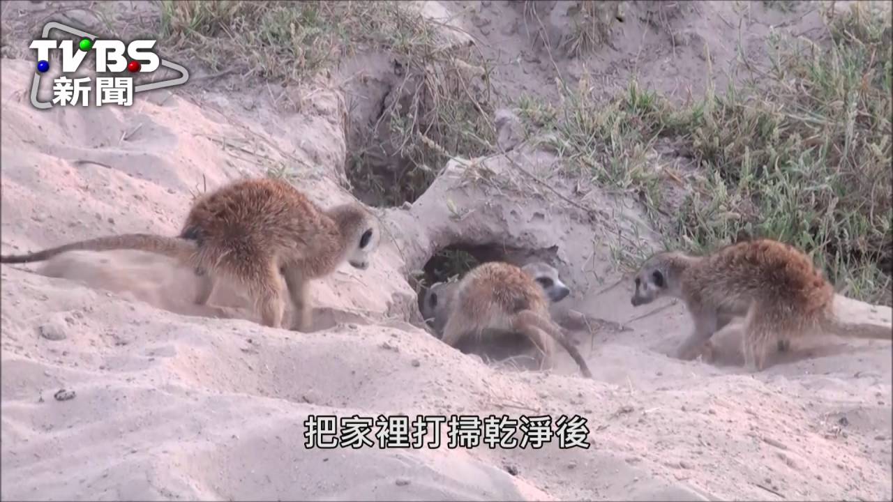 狐獴的鐵紀律!清掃洞穴後才能覓食