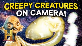Craziest Creatures Ever Seen *Caught on Camera* | The Proof Is Out There