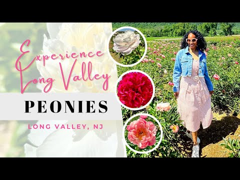 Experience Long Valley Peonies Farm: A Stunning Floral Paradise In NJ!