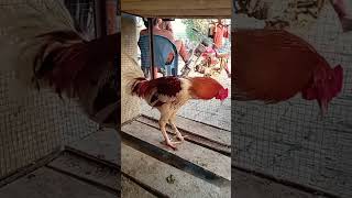 Download lagu Beautiful Aseel Murga 🤯 #shorts #viral #trending #aseel #unfrezzmyaccount mp3 Download lagu Beautiful Aseel Murga 🤯 #shorts #viral #trending #aseel #unfrezzmyaccount mp3