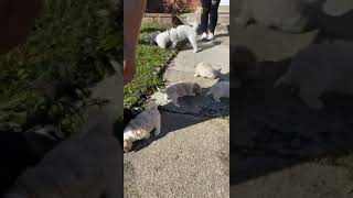 Cavachon Puppies Videos