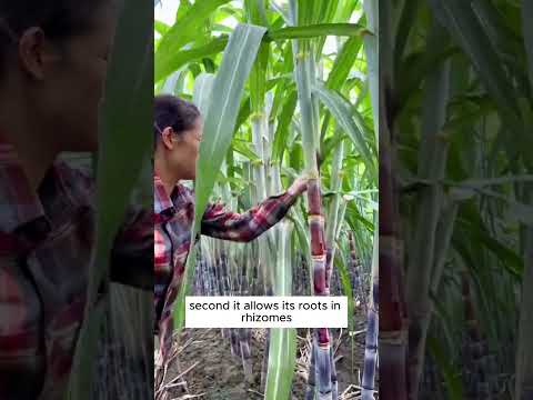 Why do we need to remove leaves of sugarcane? #shorts #plantingtips