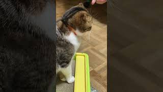 【猫多頭飼い】夫帰宅後の猫たち #日常vlog #猫との暮らし