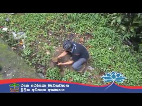 Deyata Sevana Ruk Ropana Programme - IFS