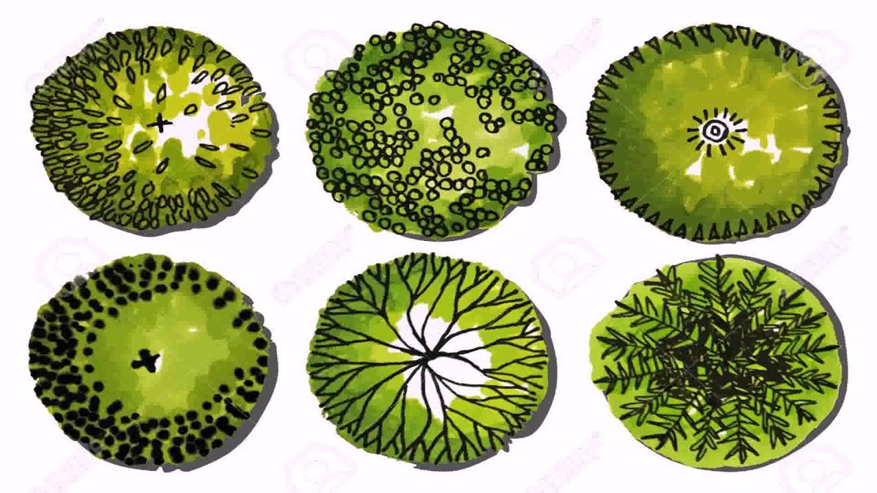 Landscape Design Trees Vector