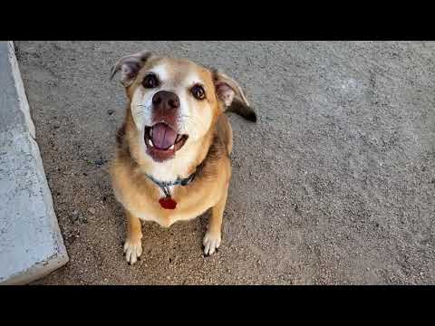 DUSTIN, an adopted Beagle & German Shepherd Dog Mix in Phoenix, AZ_image-1