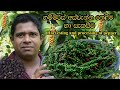 Cultivation Of Pepper ගම්මිරිස් අස්වැන්න නෙලීම හා �
