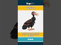 vulture - a large bird that eats dead... video thumbnail
