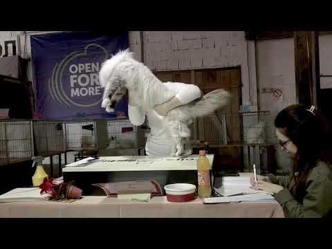 Siberian cat - Neva Masquerade on cat show