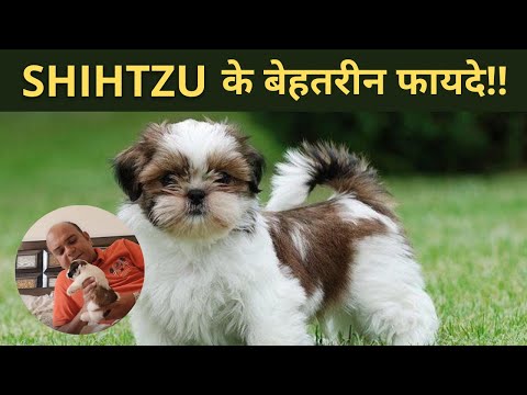 Shih Tzu Puppy Dog (Small Dog Breed) | THINGS YOU SHOULD KNOW BEFORE GETTING A DOG