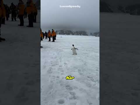 Warum du einen Pinguin niemals anfassen darfst 🐧❄️
