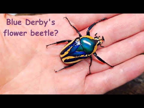 Zlatohlávik smaragdový (Dicronorrhina derbyana) — video o chove a starostlivosti