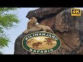 Kilimanjaro Safaris On Ride POV 2025 Disney S Animal Kingdom Full Ride In 4K