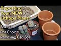 Repotting Lithops | Repotting your New or First Lithops Plant | November 2020