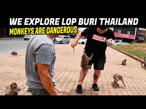 Lop Buri Tailândia - Macacos são PERIGOSOS!