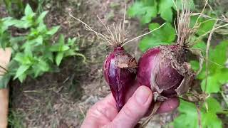 Garden Tour ALL MY TOMATOES DIED