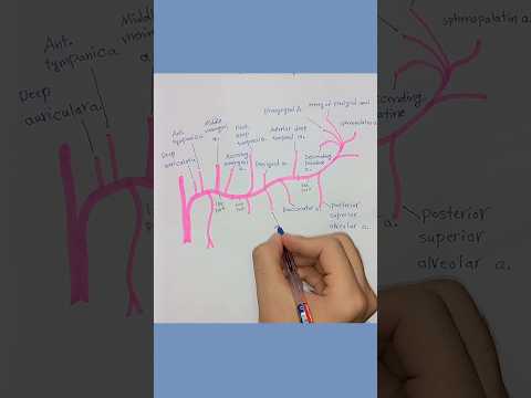 Maxillary Artery branches and origin #anatomy #humanbody #artery #vessels