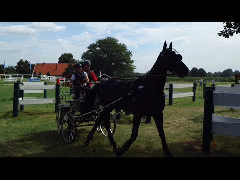 Fahrturnier Ostenfelde 15.8.2021