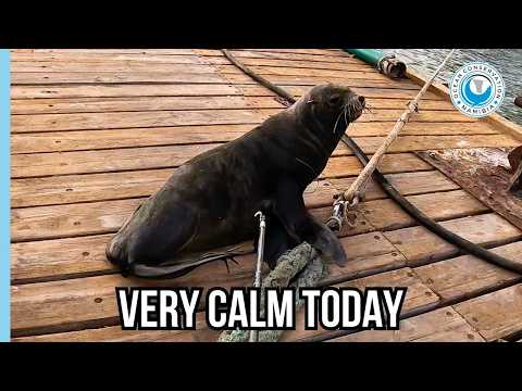 Entangled Seal Barely Reacts to Rescue