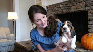 Video preview image #4 Basset Hound Puppy For Sale in CUMMING, GA, USA