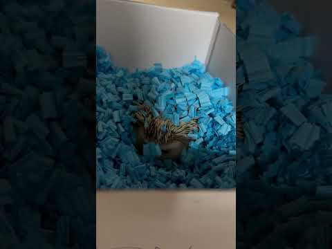 秋にハリネズミを庭に引き寄せる方法