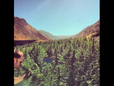 Sweet Albanian Sensimilla - Mista Rez aka Albanian Reggae Ambassador