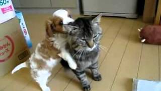Puppy loves the cat