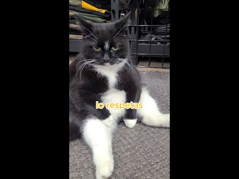 Mi gatito me respeta? 😾 #shorts #mascotas #gatos