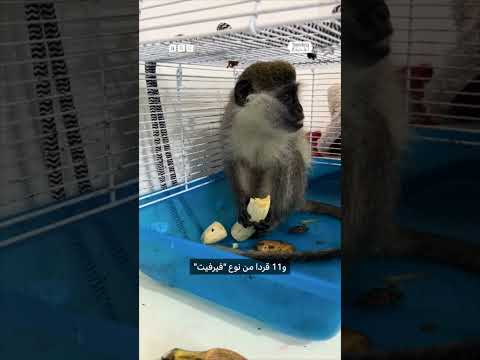 فيديو | تهريب أسود وقرود بمسيّرات إلى إسرائيل