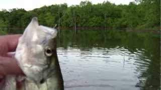 preview picture of video 'Bugs for Crappie'