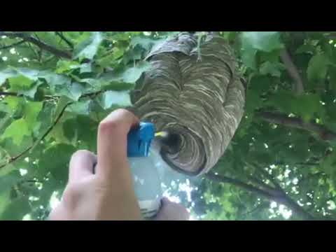 Rapid Removal of Bald-Faced Hornets in Rumson, NJ