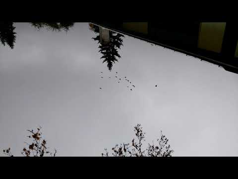 The pigeon squadron takes flight.