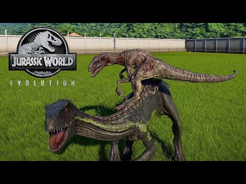 INDORAPTOR VS VELOCIRAPTOR - BATTLE || JURASSIC WORLD EVOLUTION