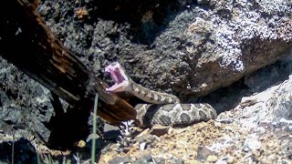 Rattlesnake strike