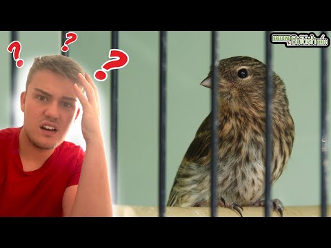 WHY do Redpolls do this?! | Breeding British Birds S2:Ep13