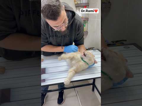 How to deal with angry cat and ferocious cat 🐱 part 18