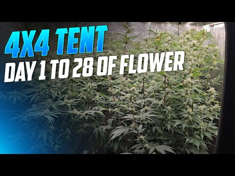 Day 1–28 | 4 Different Strains | Spiderfarmer SE7000 INSANE Flower Stretch