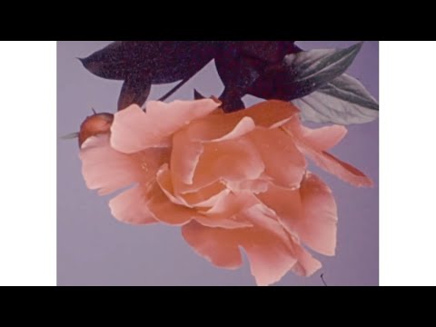 Zaza Fournier - État des lieux (clip officiel)