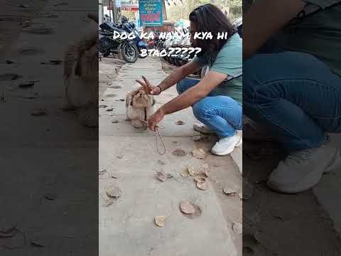 #dog #doglover #dogshorts #youtubeshort #youtubesviral #instagram #trending #hashtag #short #ak47