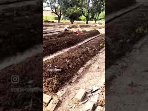 Organic Vermicompost Fertilizer