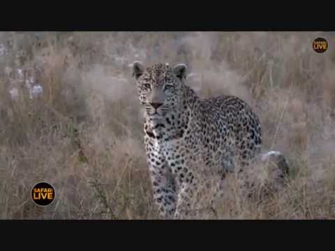 Pt 1 Safari Live's Sunrise Safari Drive at 6:30 AM on May 05, 2018 ( Tingana )