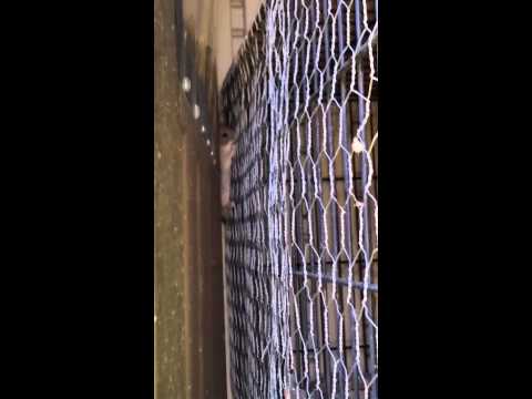 YouTube video about: How to keep mice out of a bird cage?