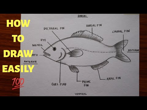 , title : 'how to draw and label diagram of Fish easily - step by step / How to draw Fish in just 5 minutes'